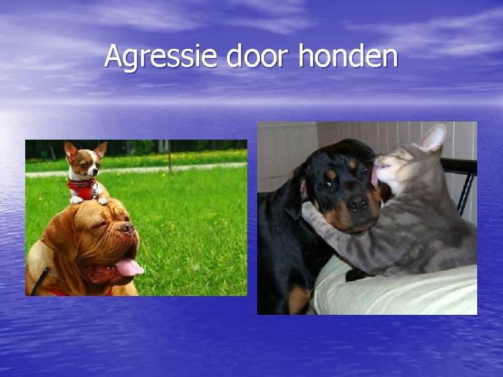 Agressie door honden 