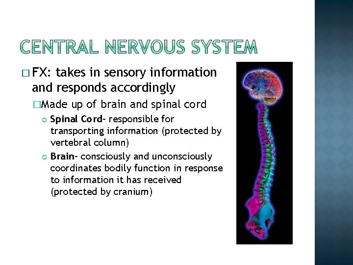 � FX: takes in sensory information and responds accordingly �Made up of brain and