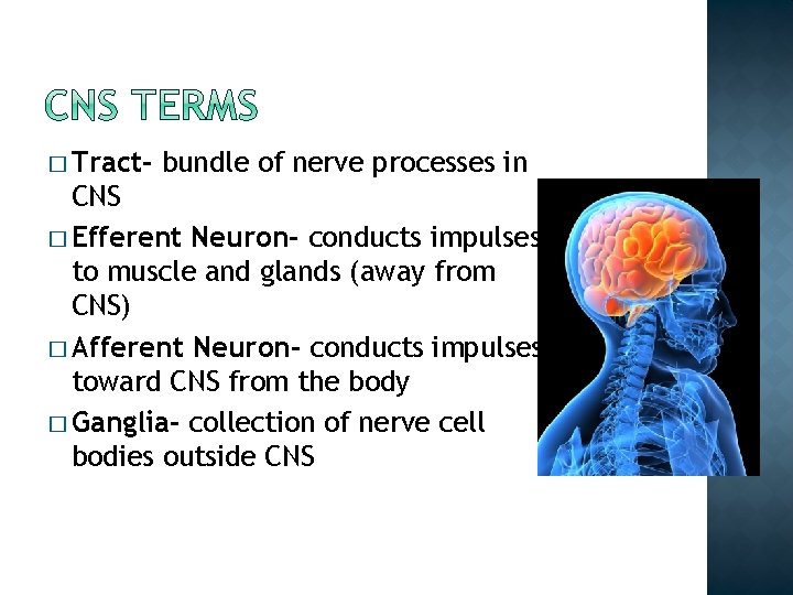� Tract- bundle of nerve processes in CNS � Efferent Neuron- conducts impulses to