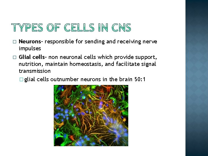 � � Neurons- responsible for sending and receiving nerve impulses Glial cells- non neuronal
