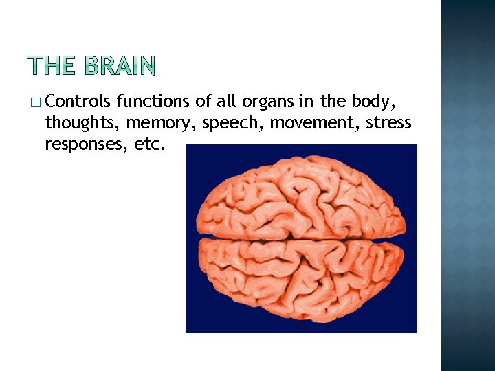 � Controls functions of all organs in the body, thoughts, memory, speech, movement, stress