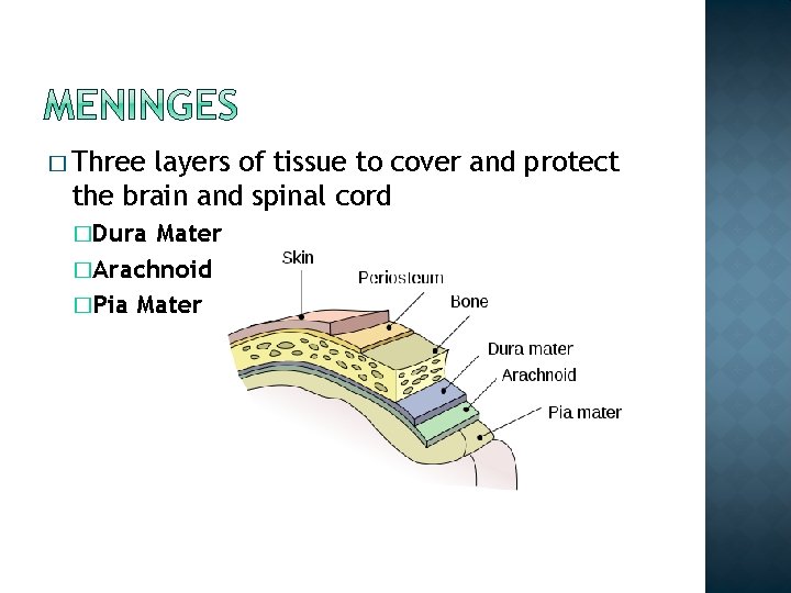� Three layers of tissue to cover and protect the brain and spinal cord
