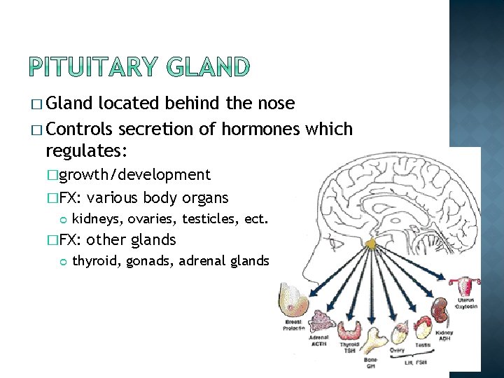 � Gland located behind the nose � Controls secretion of hormones which regulates: �growth/development