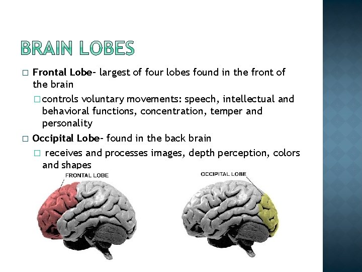 � � Frontal Lobe- largest of four lobes found in the front of the