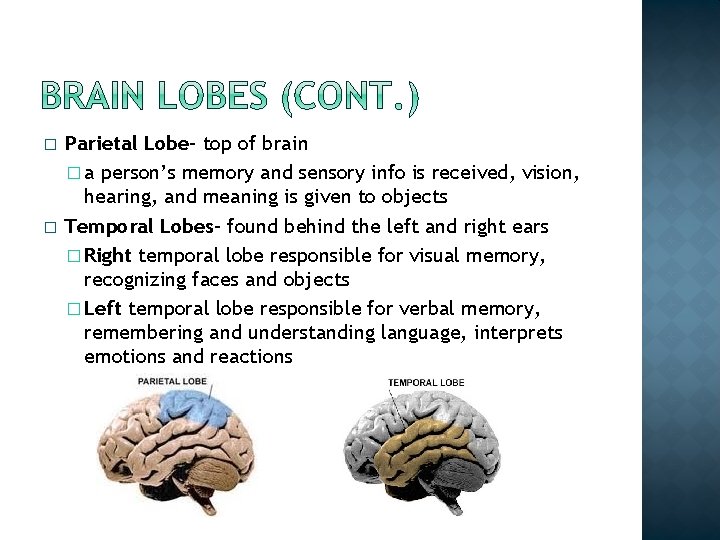 � � Parietal Lobe- top of brain � a person’s memory and sensory info