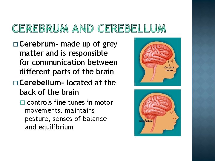 � Cerebrum- made up of grey matter and is responsible for communication between different