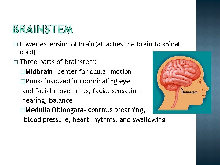 Lower extension of brain(attaches the brain to spinal cord) � Three parts of brainstem: