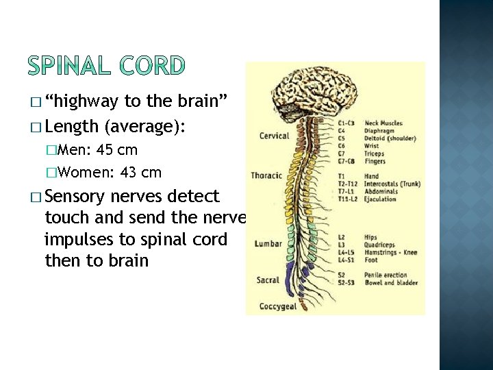 � “highway to the brain” � Length (average): �Men: 45 cm �Women: 43 cm