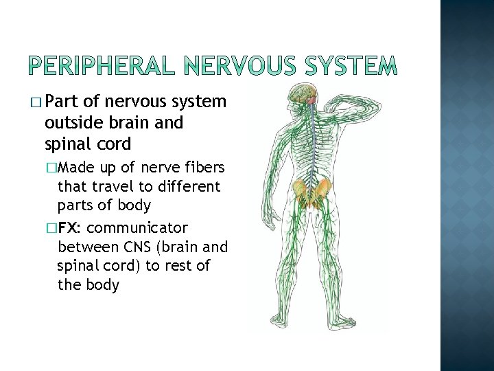 � Part of nervous system outside brain and spinal cord �Made up of nerve