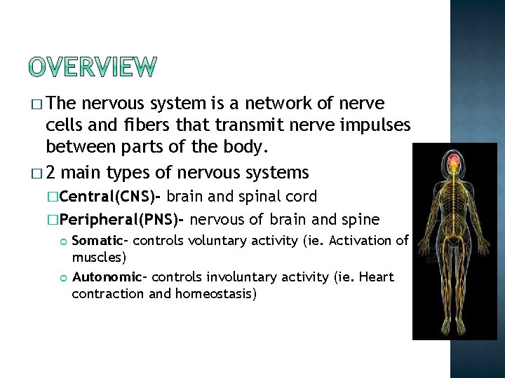 � The nervous system is a network of nerve cells and fibers that transmit