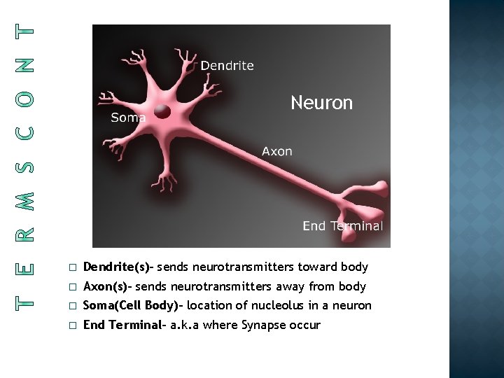 Neuron � Dendrite(s)- sends neurotransmitters toward body � Axon(s)- sends neurotransmitters away from body