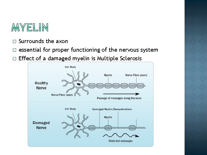 � Surrounds the axon essential for proper functioning of the nervous system � Effect