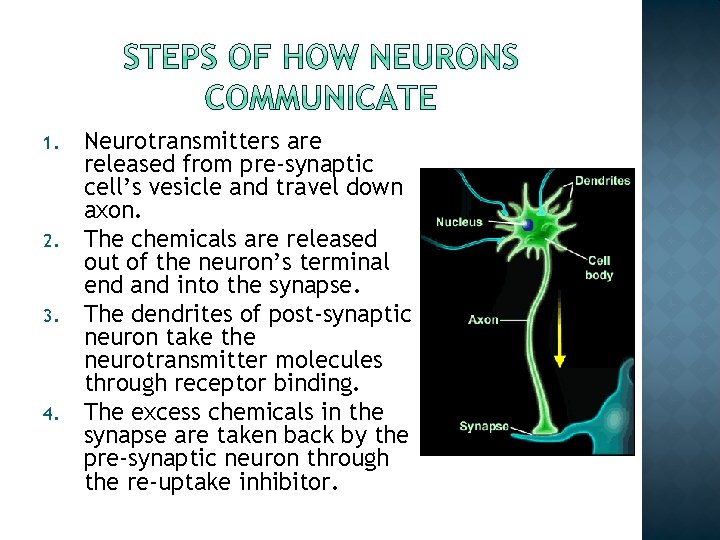 1. 2. 3. 4. Neurotransmitters are released from pre-synaptic cell’s vesicle and travel down