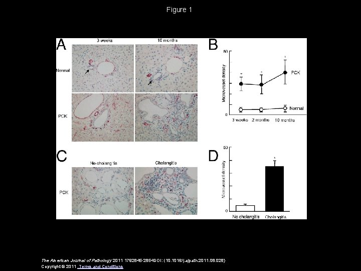 Figure 1 The American Journal of Pathology 2011 1792845 -2854 DOI: (10. 1016/j. ajpath.