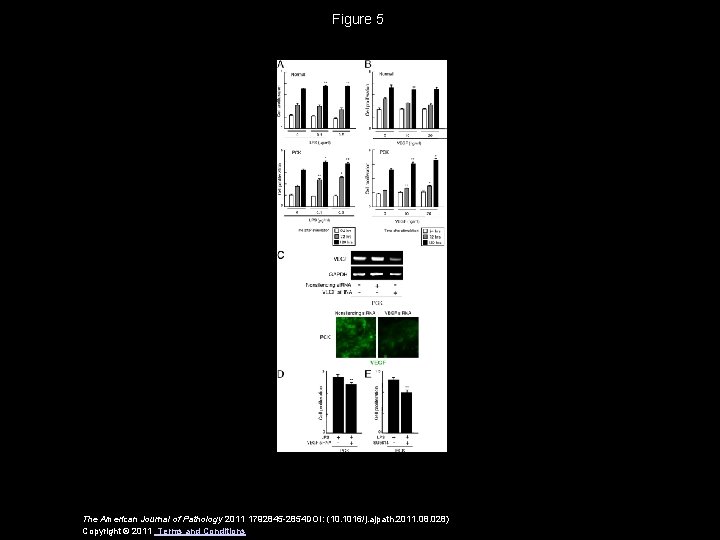 Figure 5 The American Journal of Pathology 2011 1792845 -2854 DOI: (10. 1016/j. ajpath.