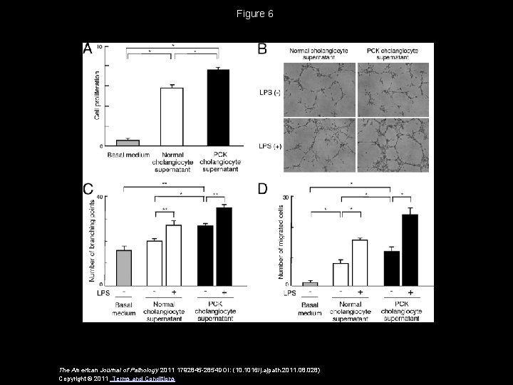 Figure 6 The American Journal of Pathology 2011 1792845 -2854 DOI: (10. 1016/j. ajpath.