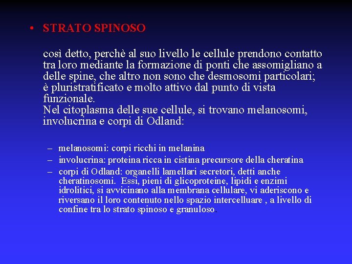  • STRATO SPINOSO così detto, perchè al suo livello le cellule prendono contatto