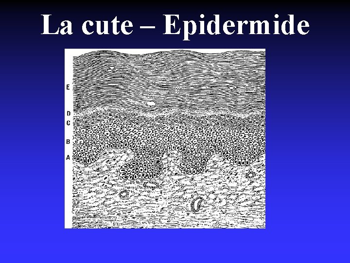 La cute – Epidermide 