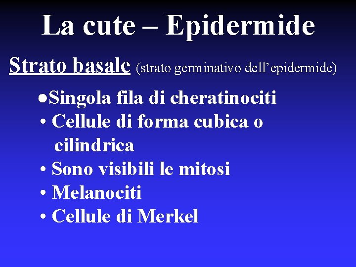 La cute – Epidermide Strato basale (strato germinativo dell’epidermide) ●Singola fila di cheratinociti •