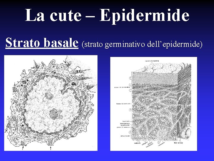 La cute – Epidermide Strato basale (strato germinativo dell’epidermide) 