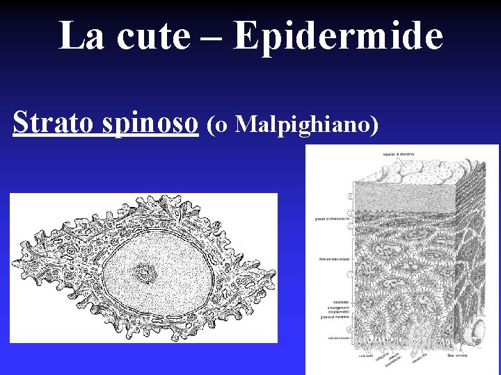 La cute – Epidermide Strato spinoso (o Malpighiano) 
