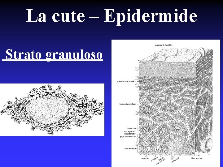 La cute – Epidermide Strato granuloso 