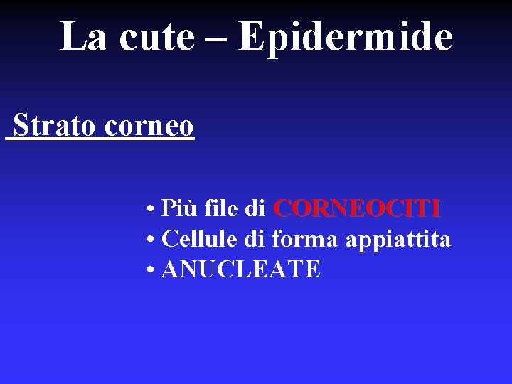 La cute – Epidermide Strato corneo • Più file di CORNEOCITI • Cellule di