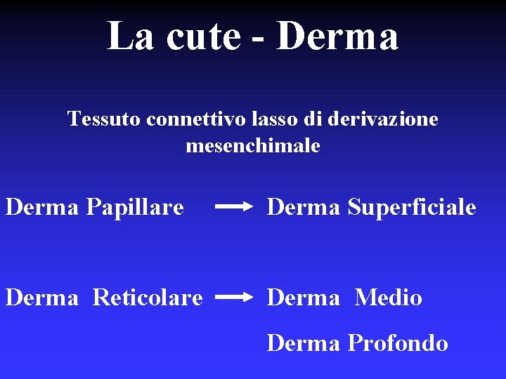 La cute - Derma Tessuto connettivo lasso di derivazione mesenchimale Derma Papillare Derma Superficiale