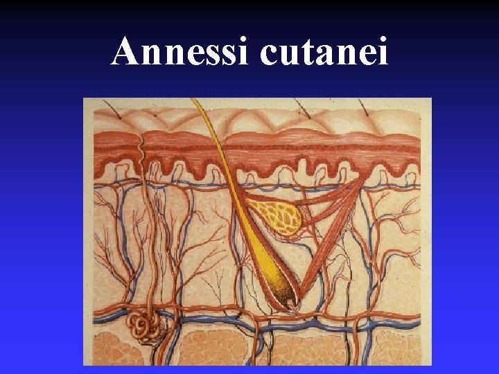 Annessi cutanei 