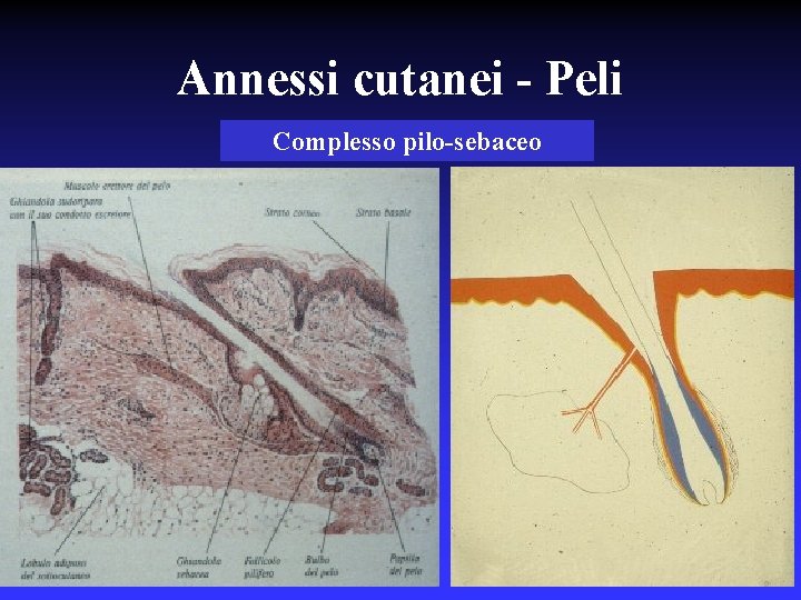 Annessi cutanei - Peli Complesso pilo-sebaceo 