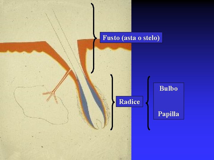 Fusto (asta o stelo) Bulbo Radice Papilla 