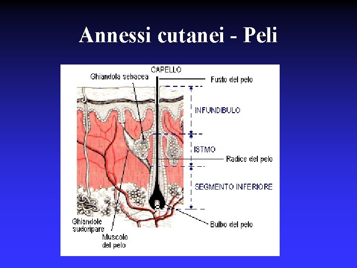 Annessi cutanei - Peli 