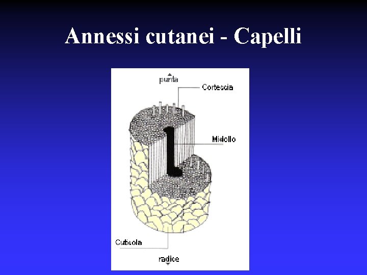 Annessi cutanei - Capelli 