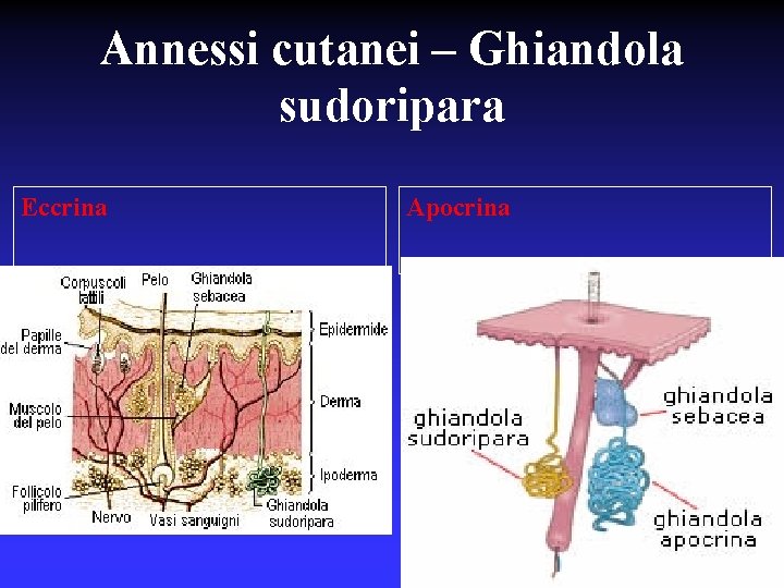 Annessi cutanei – Ghiandola sudoripara Eccrina Apocrina 