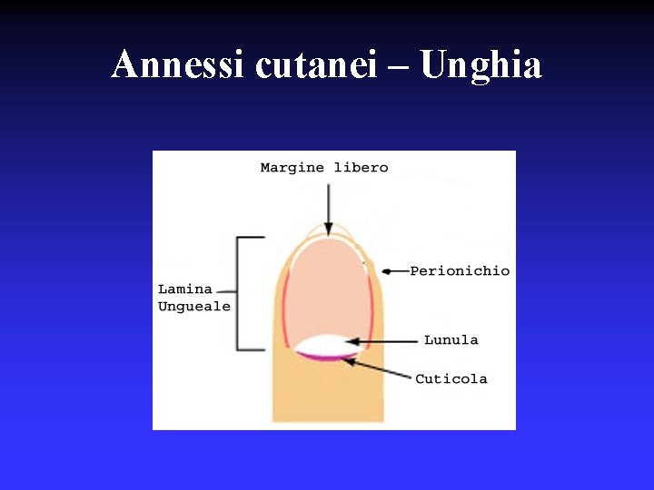 Annessi cutanei – Unghia 