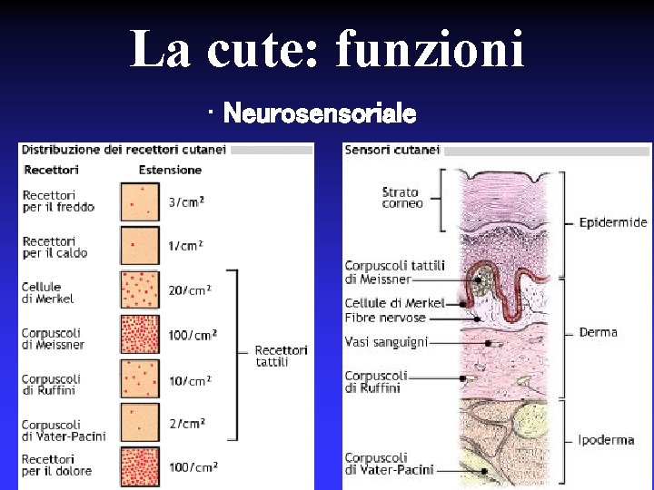 La cute: funzioni • Neurosensoriale 