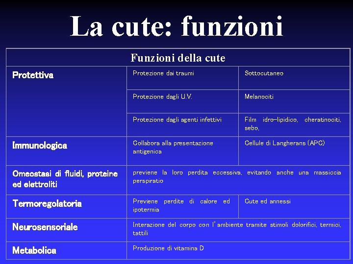 La cute: funzioni Funzioni della cute Protezione dai traumi Sottocutaneo Protezione dagli U. V.
