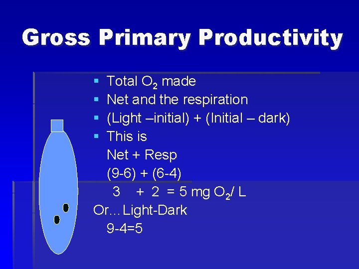 Gross Primary Productivity § § Total O 2 made Net and the respiration (Light
