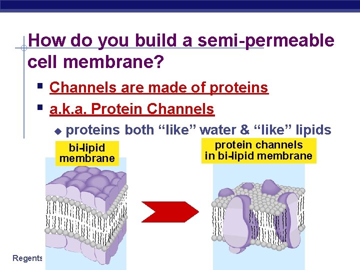 How do you build a semi-permeable cell membrane? § Channels are made of proteins