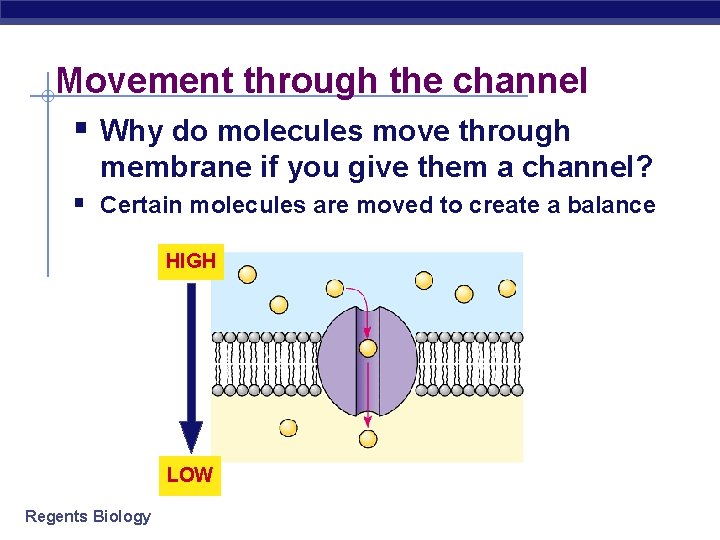 Movement through the channel § Why do molecules move through membrane if you give