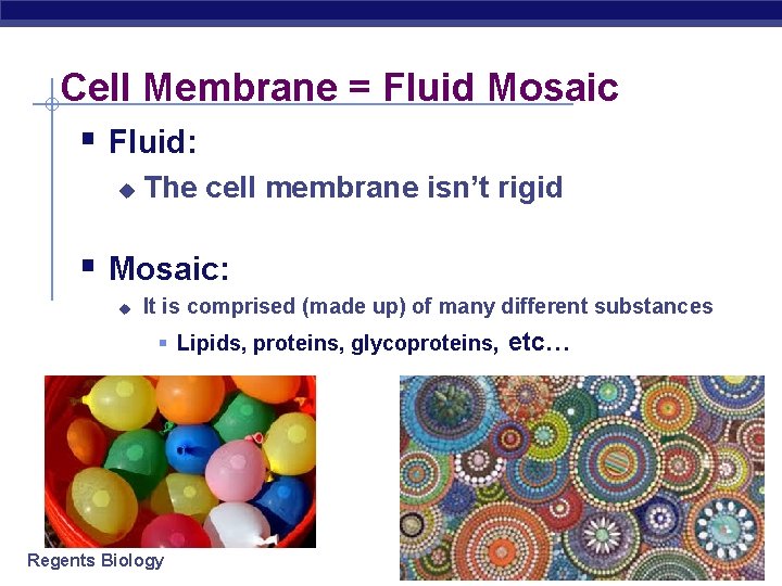 Cell Membrane = Fluid Mosaic § Fluid: u The cell membrane isn’t rigid. proteins