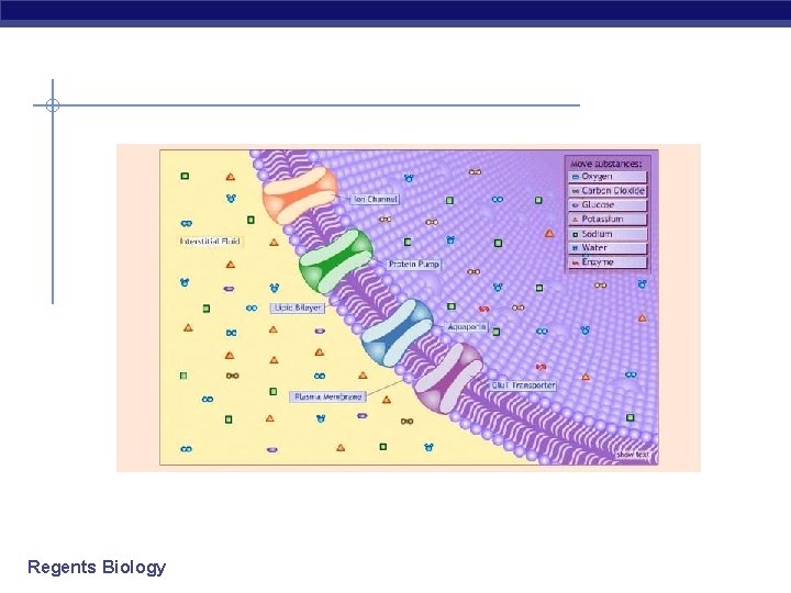 Regents Biology 