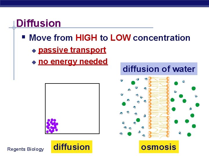 Diffusion § Move from HIGH to LOW concentration passive transport u no energy needed