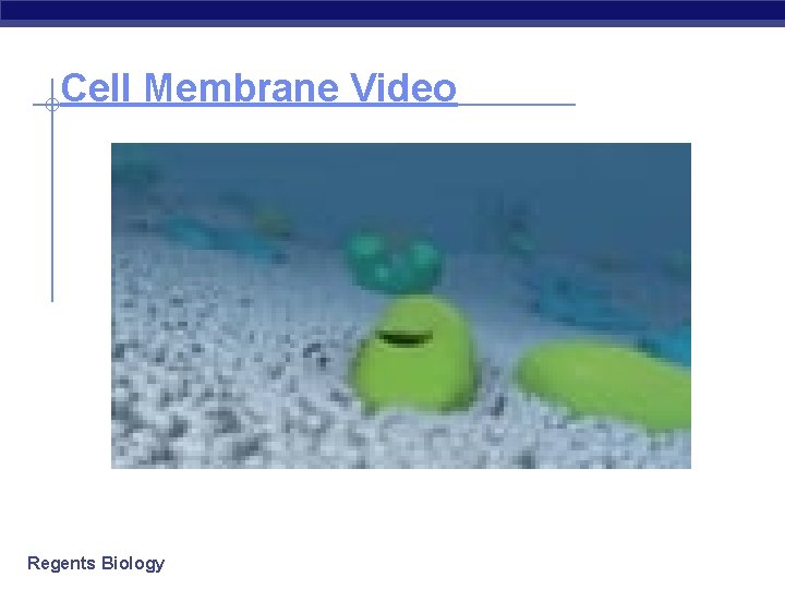 Cell Membrane Video Regents Biology 