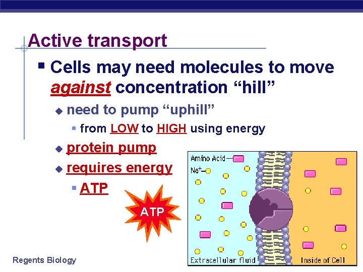 Active transport § Cells may need molecules to move against concentration “hill” u need