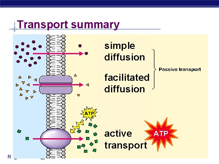 Transport summary simple diffusion facilitated diffusion active transport Regents Biology ATP 