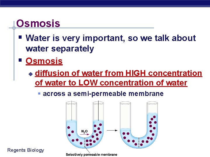 Osmosis § Water is very important, so we talk about § water separately Osmosis