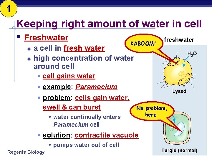 1 Keeping right amount of water in cell § Freshwater KABOOM! freshwater a cell