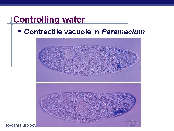 Controlling water § Contractile vacuole in Paramecium Regents Biology 