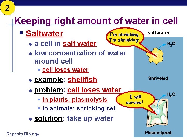 2 Keeping right amount of water in cell § Saltwater I’m shrinking, I’m shrinking!